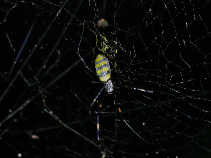 Joro spider