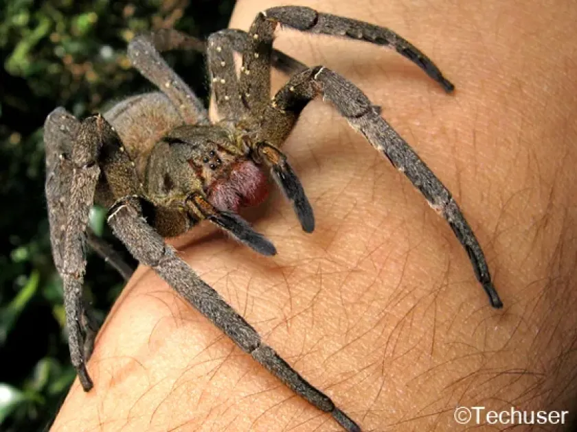 Brazilian wandering spider