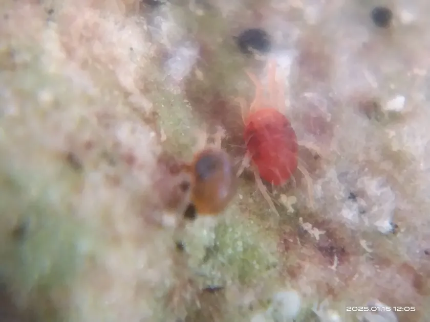 Carnation spider mite