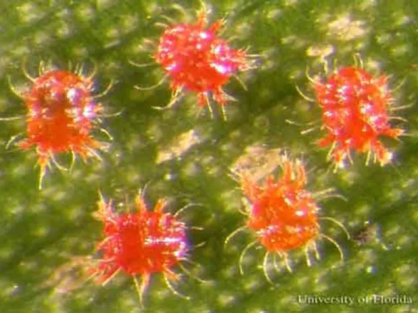 Red palm mite