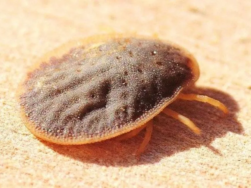 Lahore argasid tick