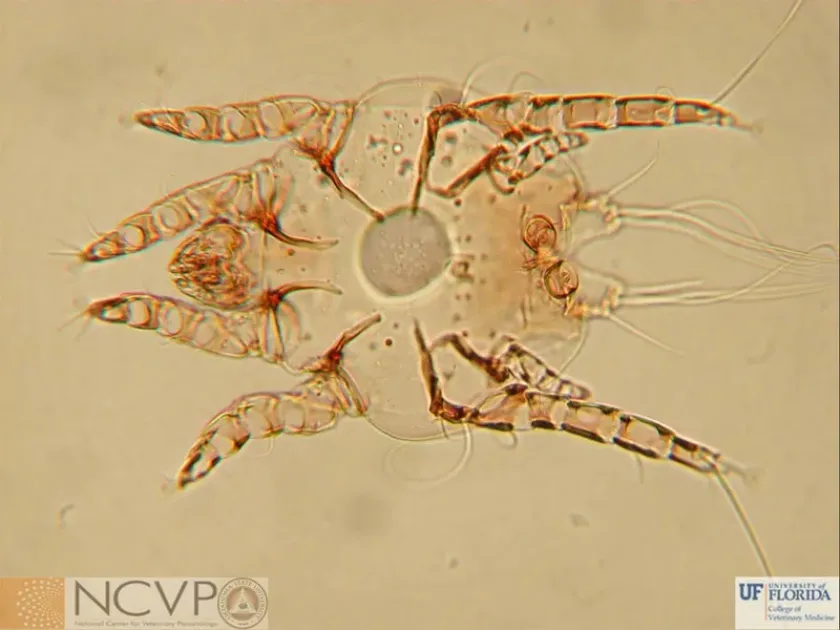 Cattle ear mite