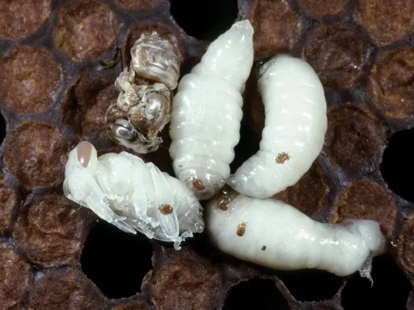 Tropilaelaps mite