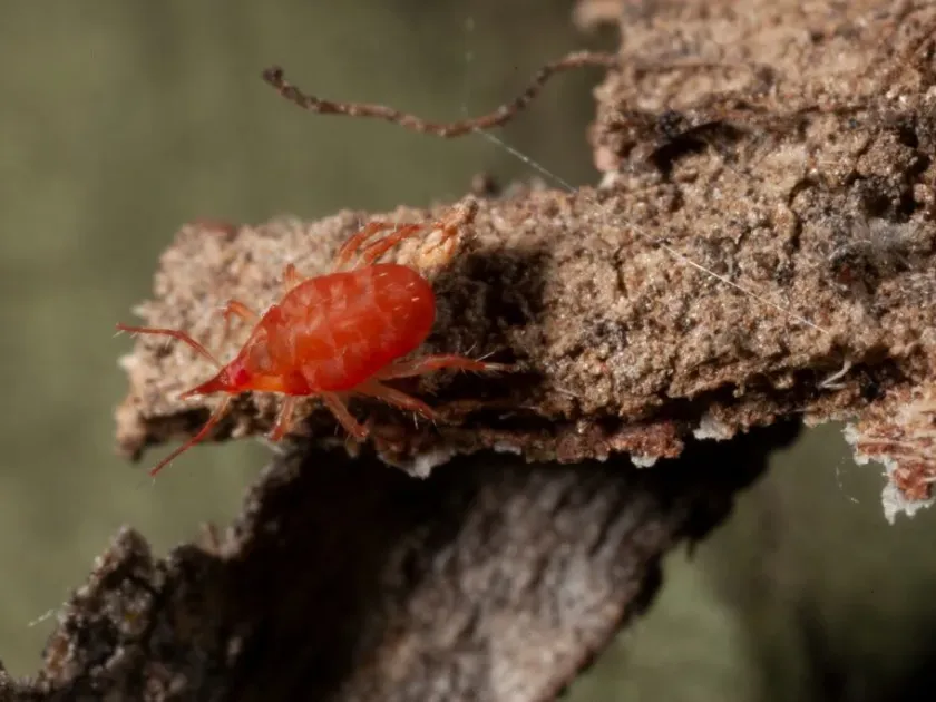 Anystis agilis
