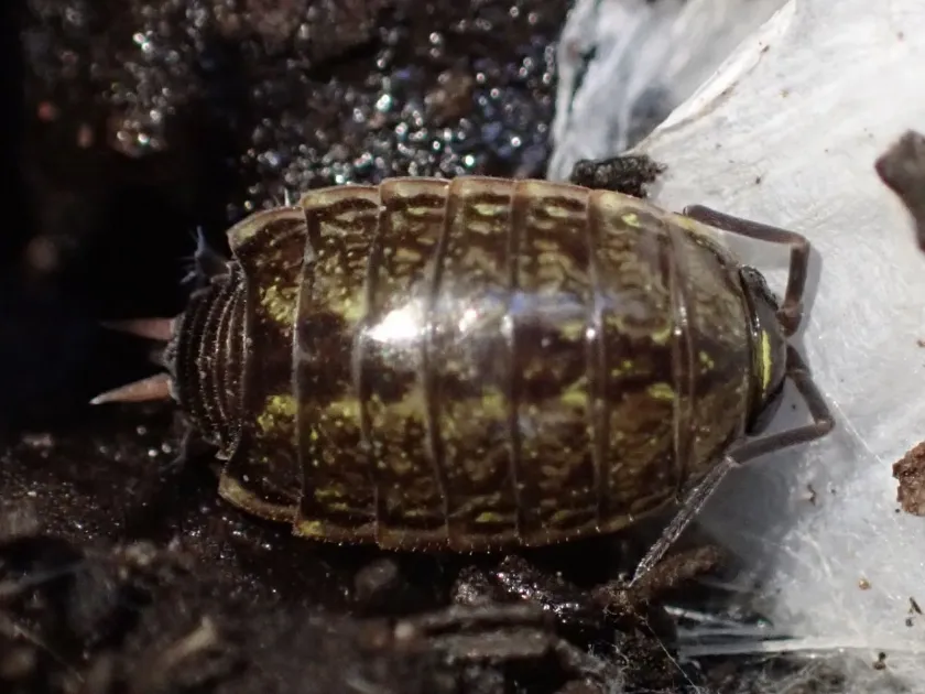 Common rough woodlouse