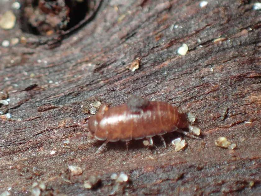 Common pygmy woodlouse