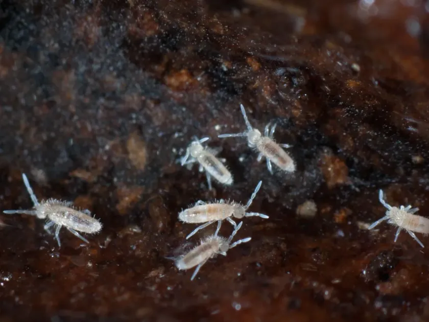 Onychiurus fimatus