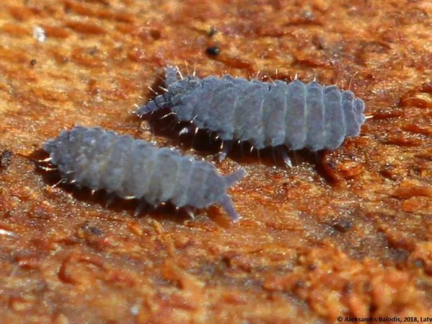 Onychiurus pseudarmatus