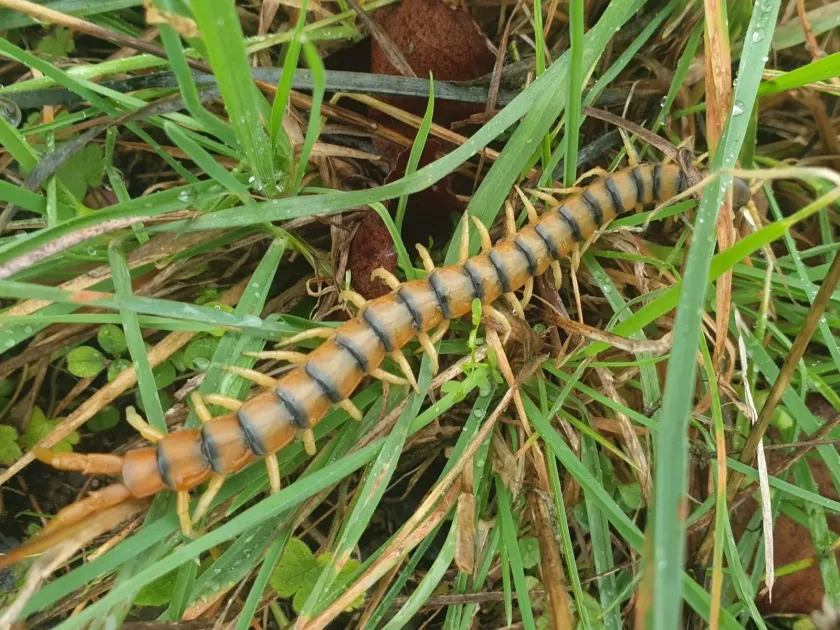 Mediterranean centipede