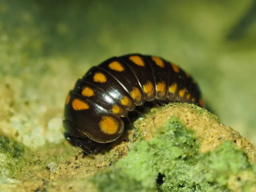Pill millipede