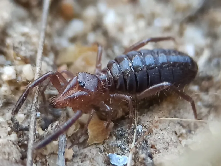 Gluvia dorsalis