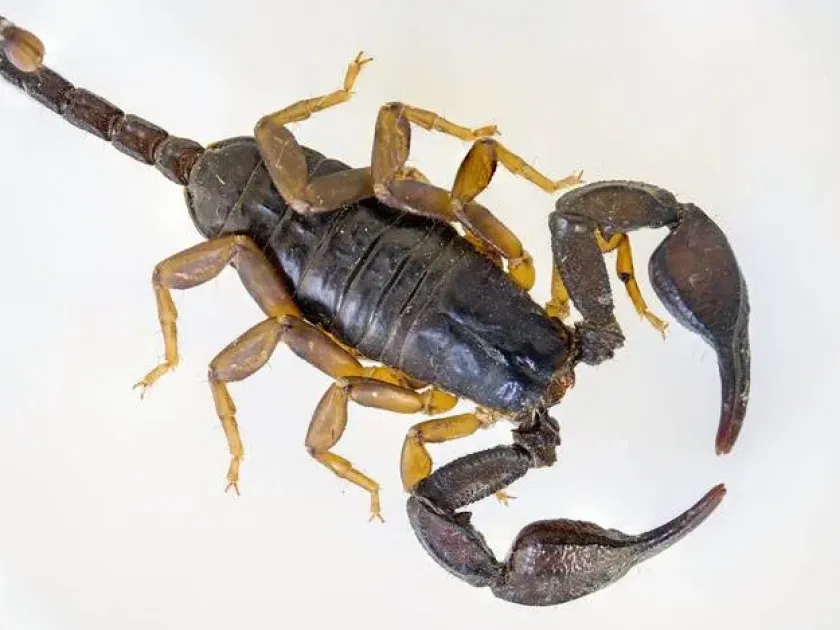 European black scorpion