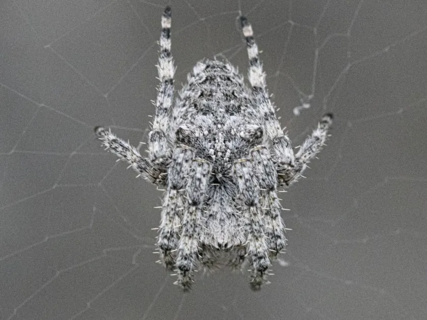 Circe garden spider
