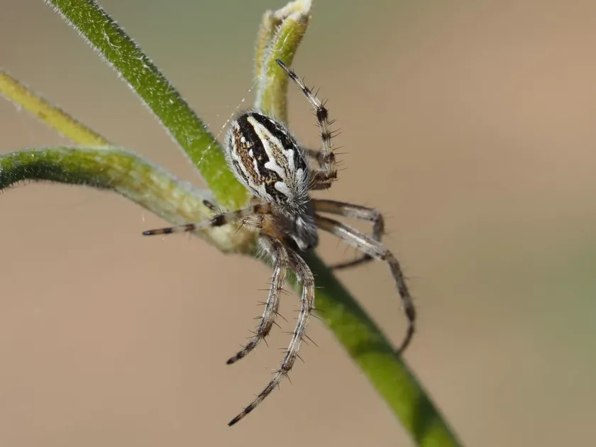 Aculepeira armida