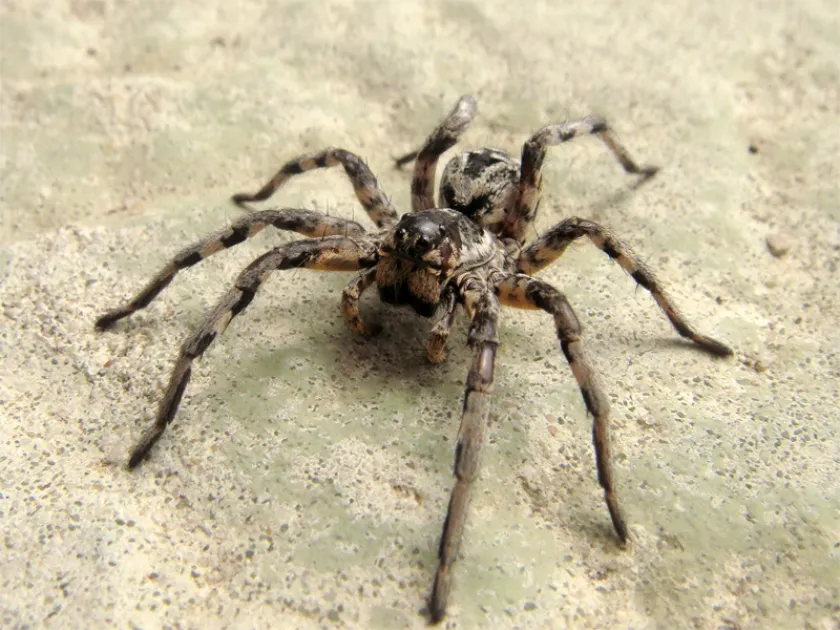 Apulian tarantula