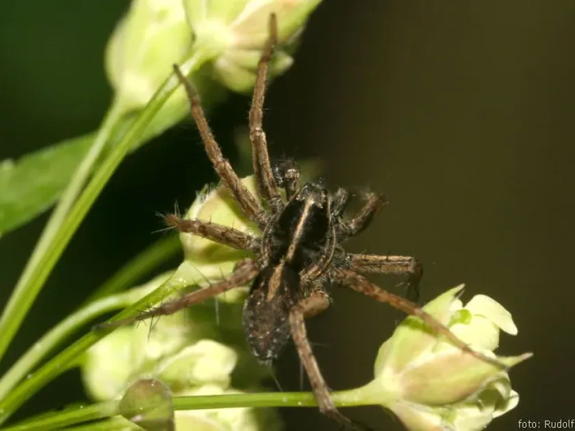 Wetland wolf spider