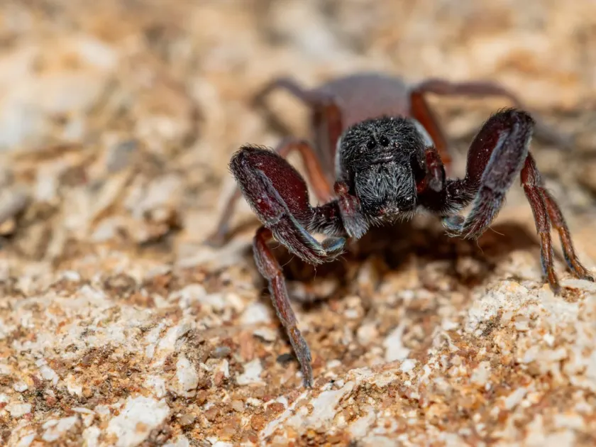 Palpimanus gibbulus