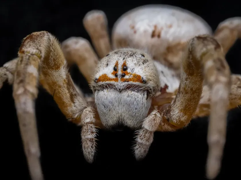 Stegodyphus lineatus