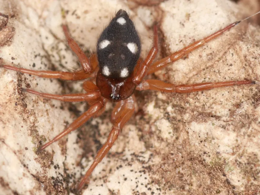 Tent spider