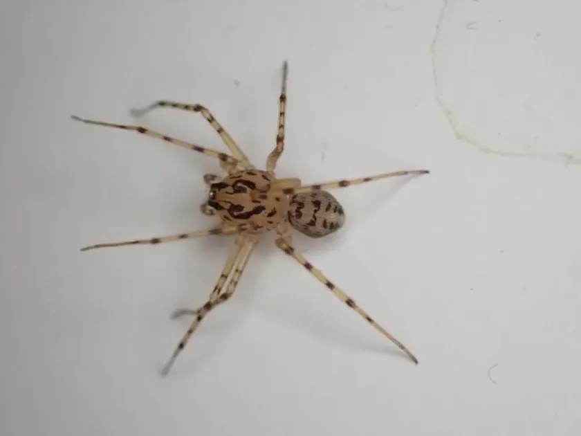 Spitting spider