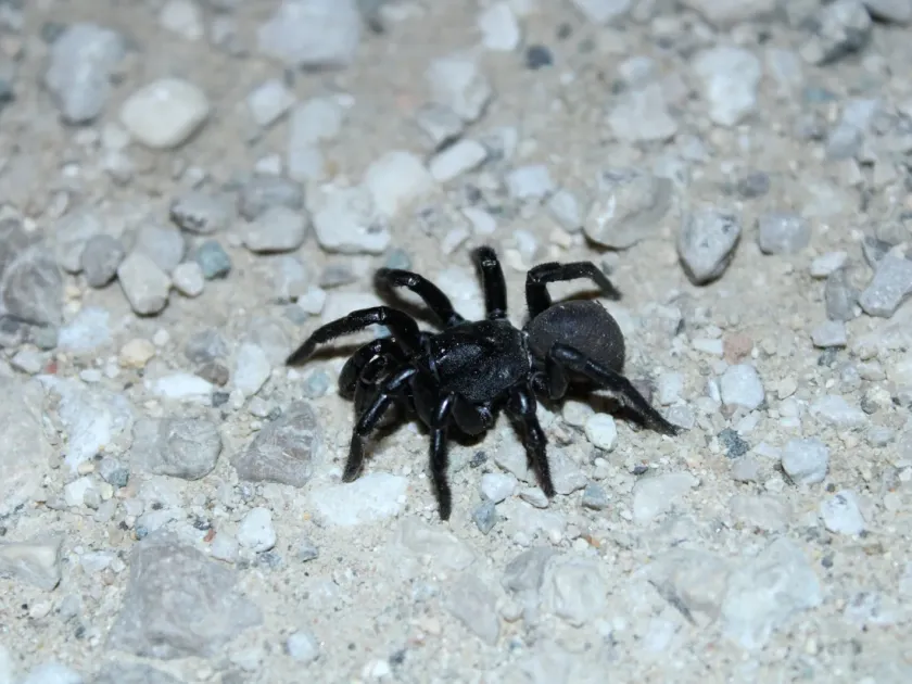 Ummidia picea