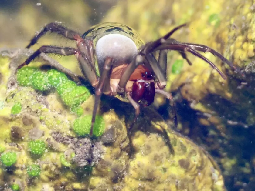 Water spider