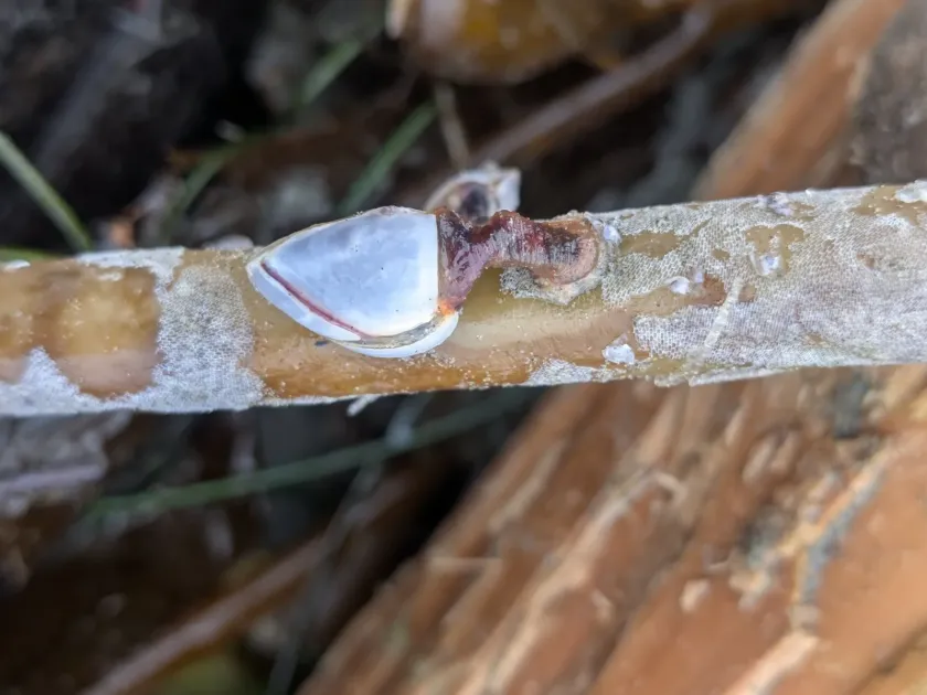 Goose barnacle