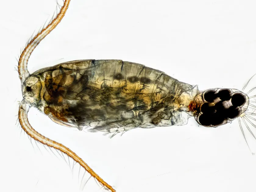 Diaptomus castor