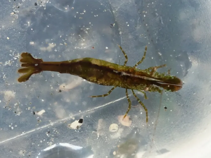 Chameleon shrimp