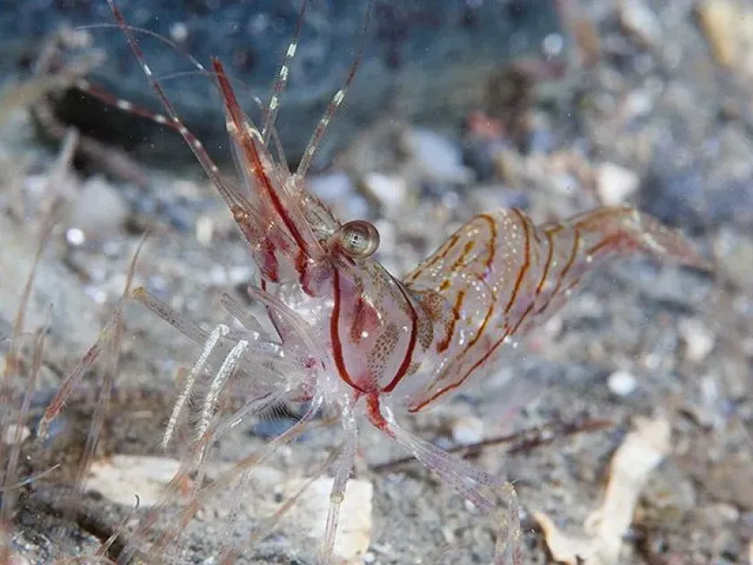 Aesop shrimp