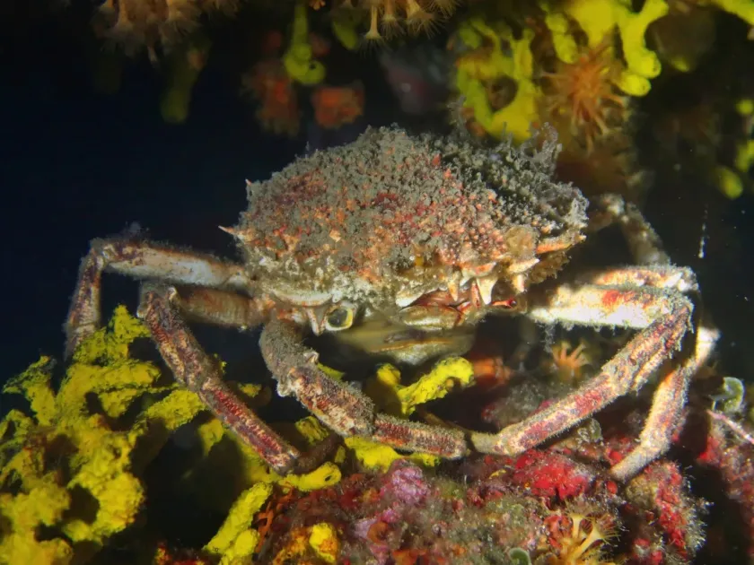 Spider crab