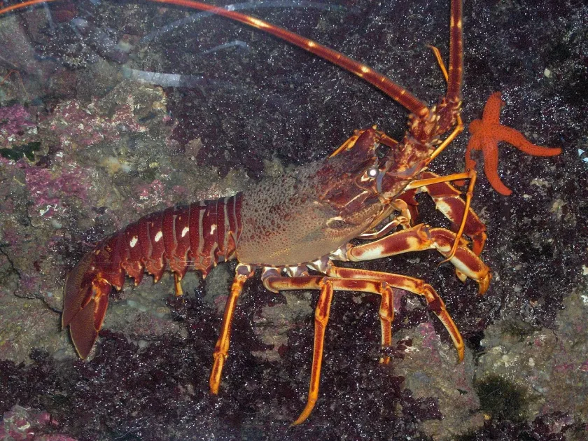 European spiny lobster