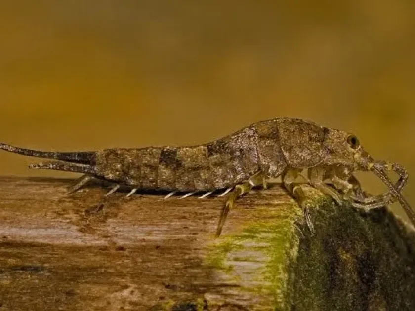 Maritime bristle-tail