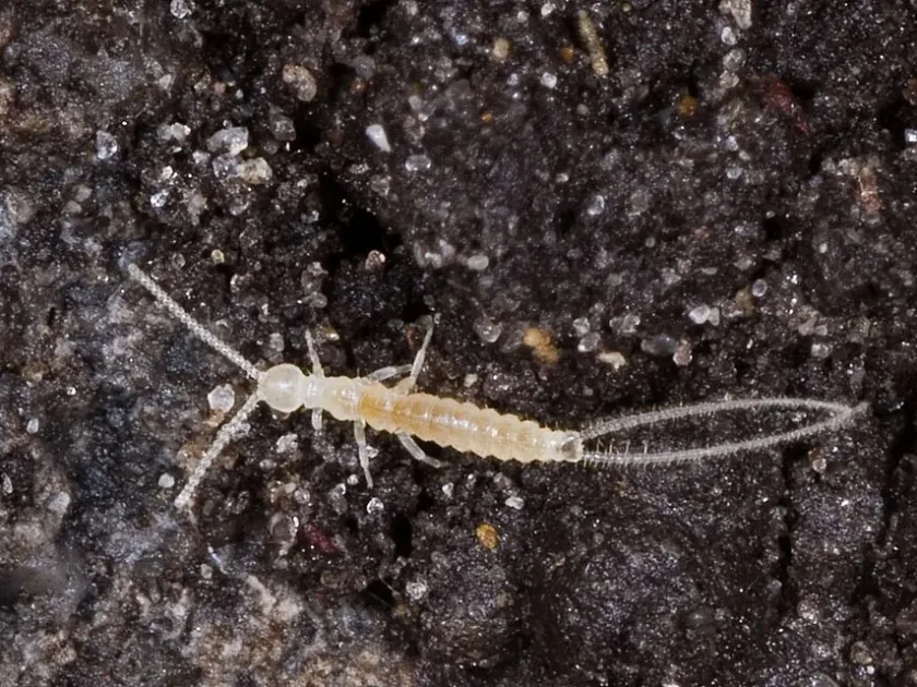 Campodea lankesteri