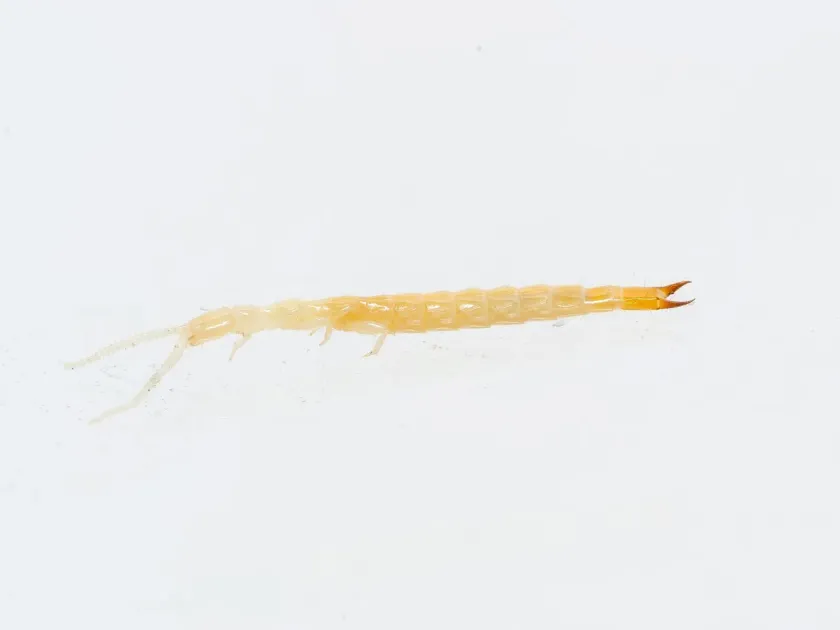 Japyx solifugus