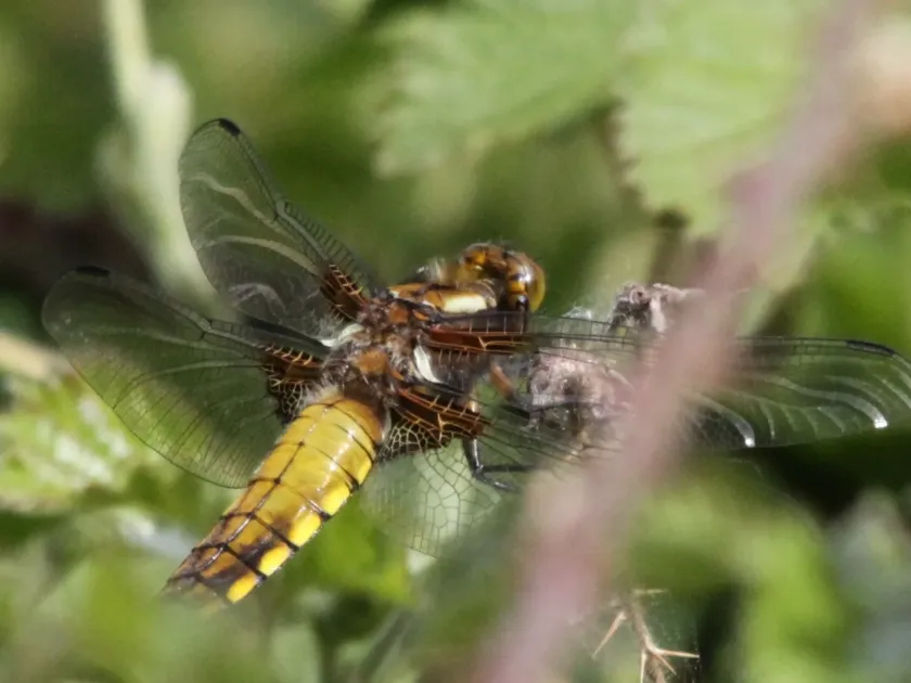 Broad-bodied chaser