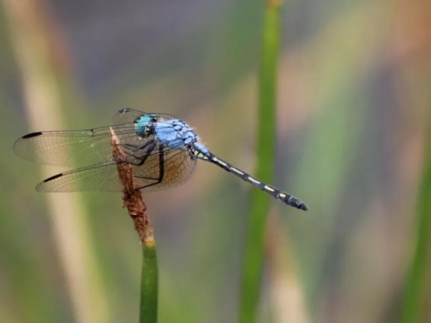 Trithemis stictica
