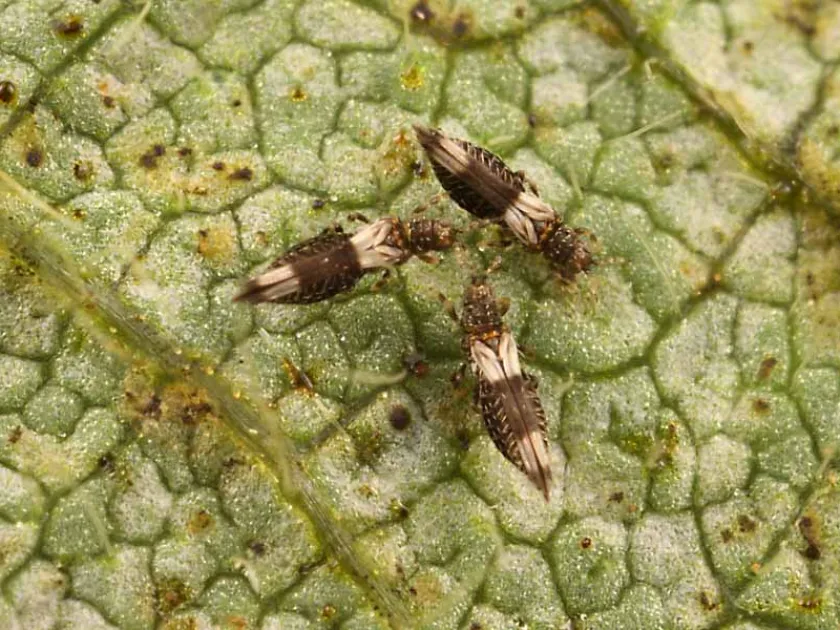 Caliothrips striatus