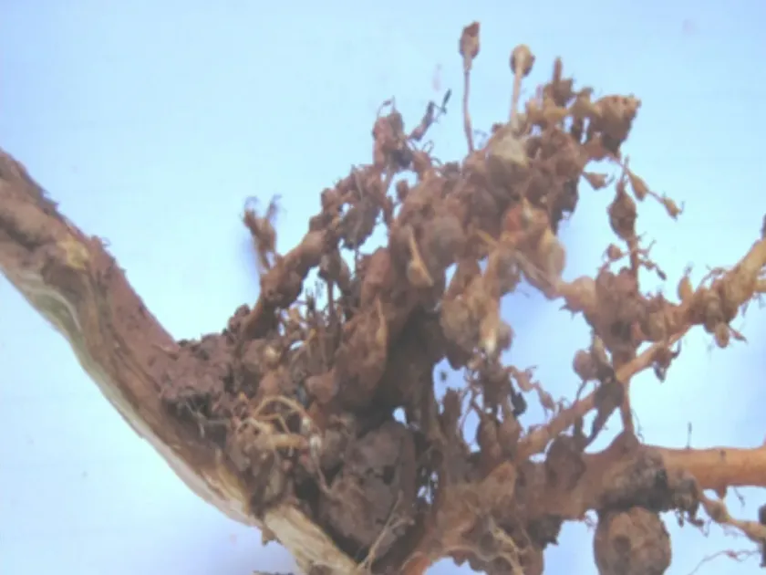 Amaranth cyst nematode