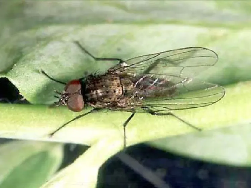 Black bean fly