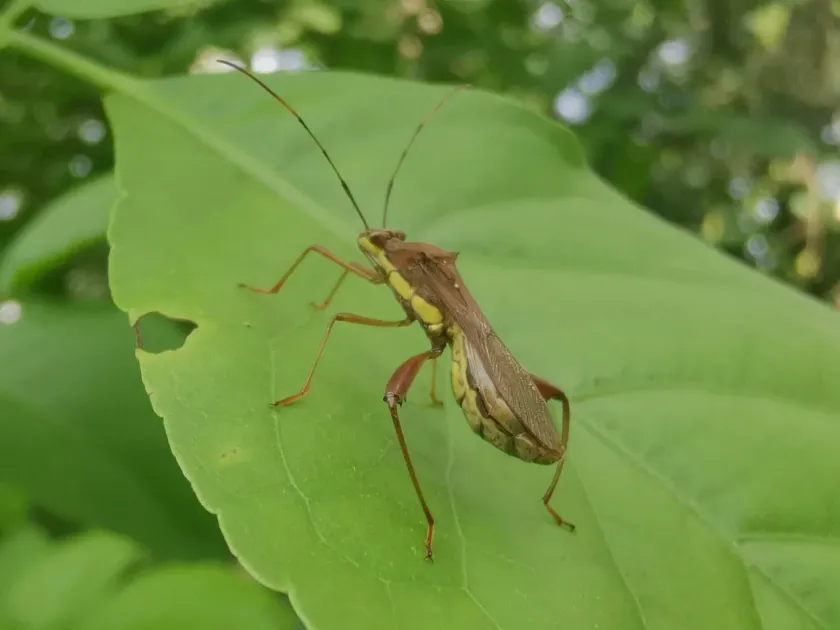 Riptortus linearis