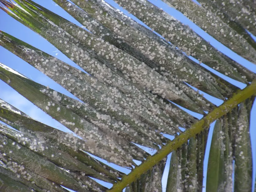 Woolly whitefly