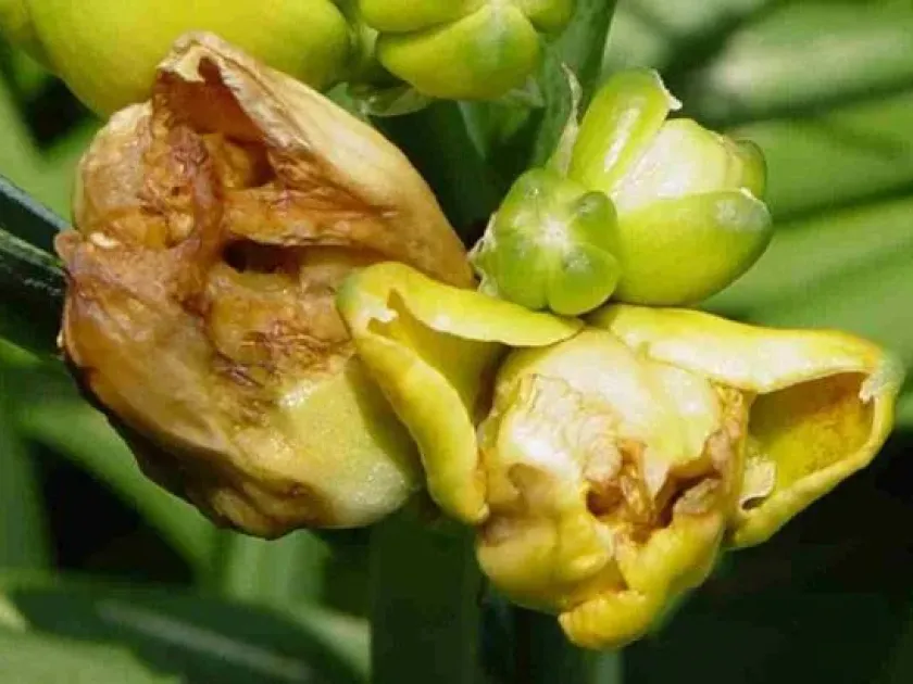 Daylily thrips