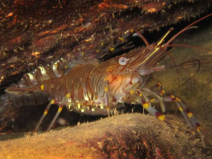 Common prawn