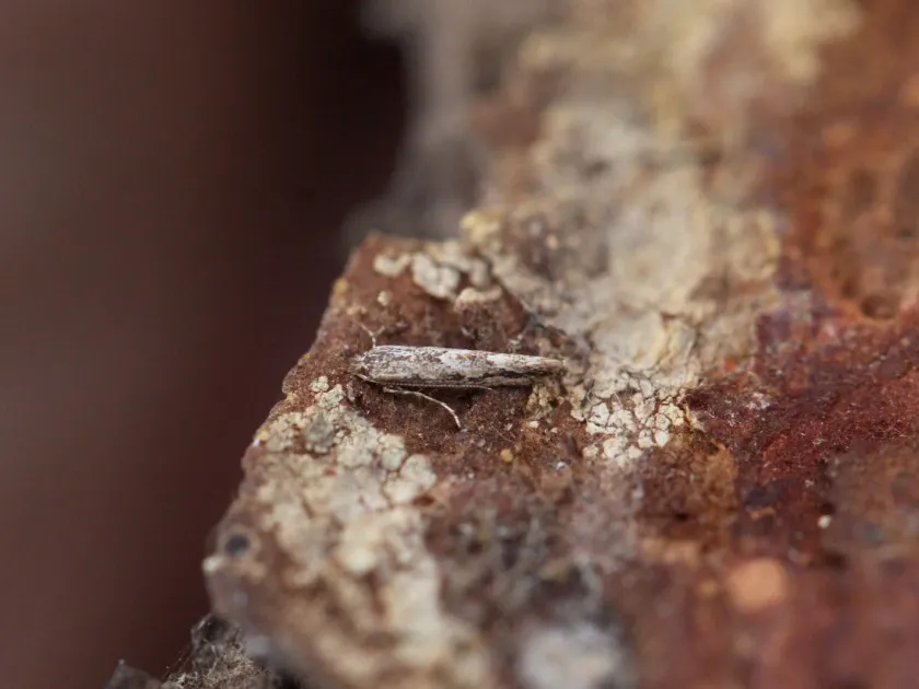 Липовая моль-пестрянка