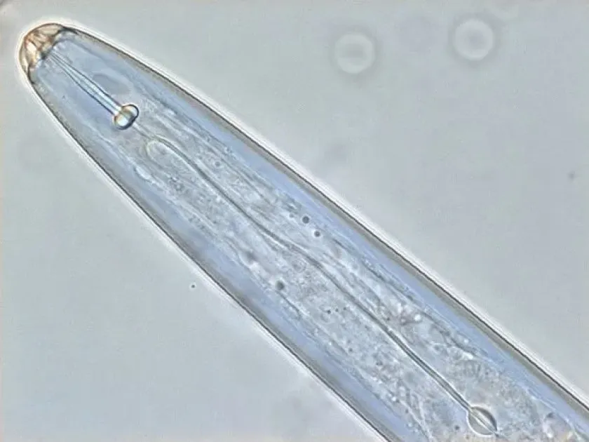 Hirschmanniella gracilis root nematode