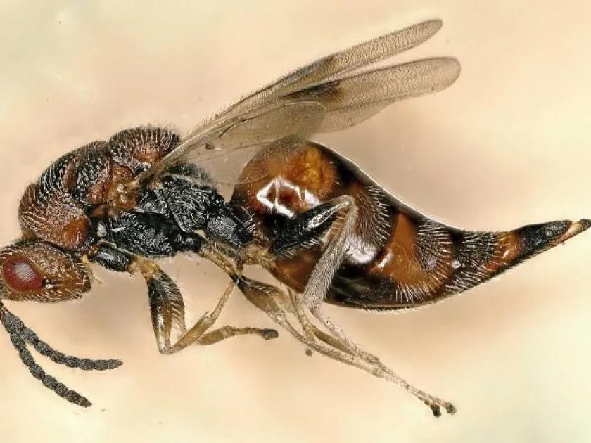 Annona seed borer