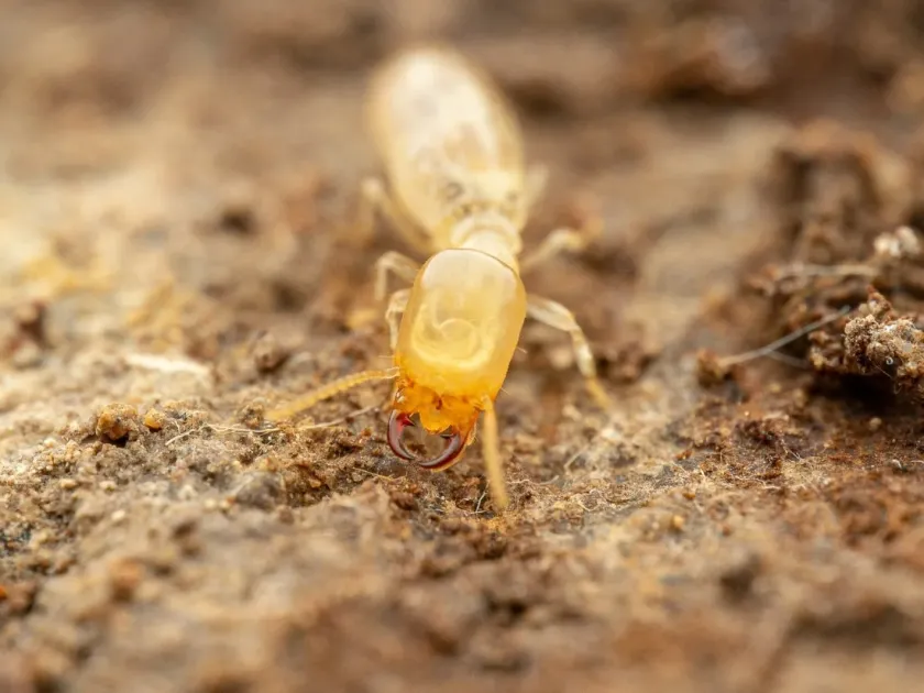 Wheeler's desert termite