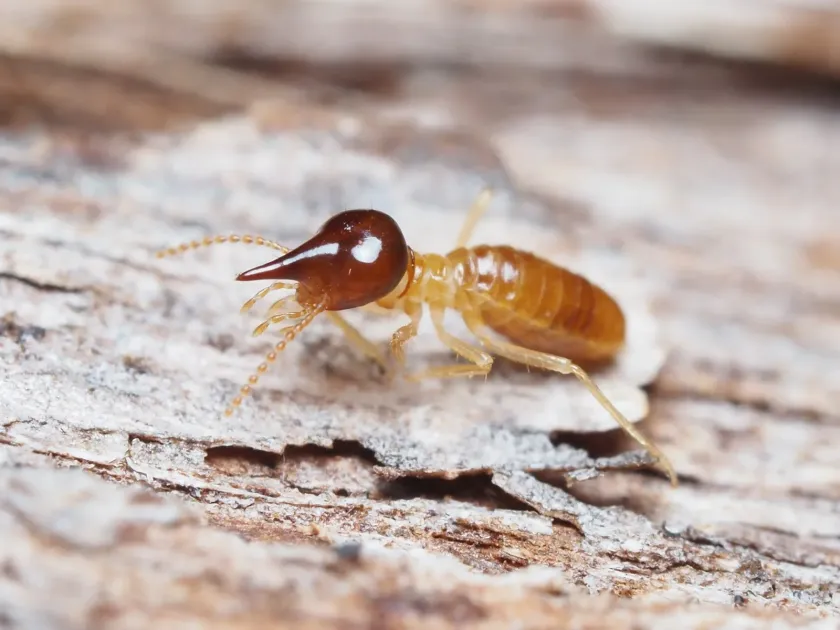 Nasutitermes walkeri