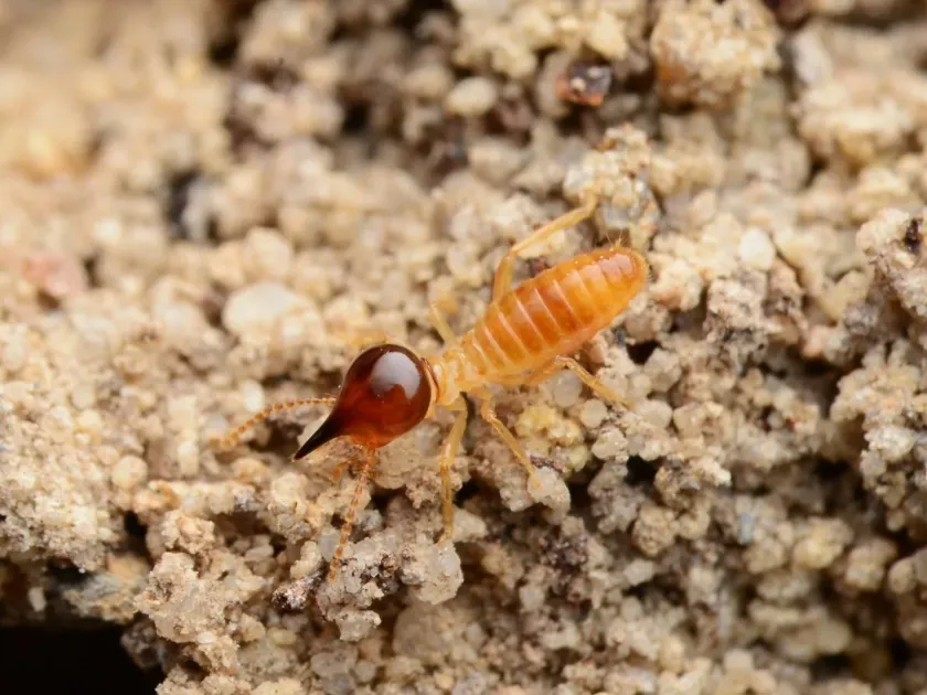 Nasutitermes exitiosus
